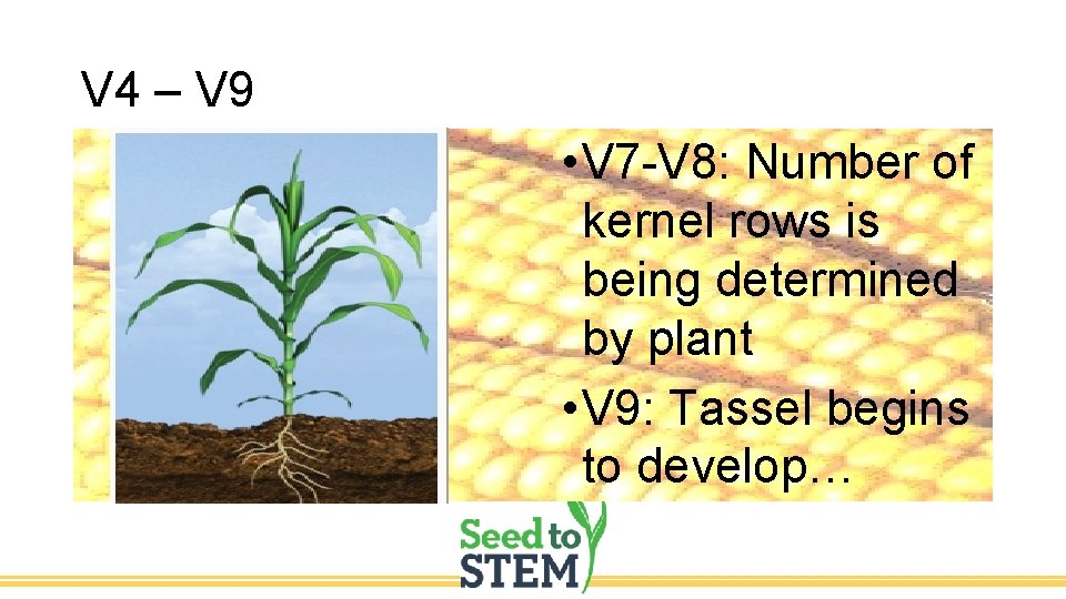 V 4 – V 9 • V 7 -V 8: Number of kernel rows