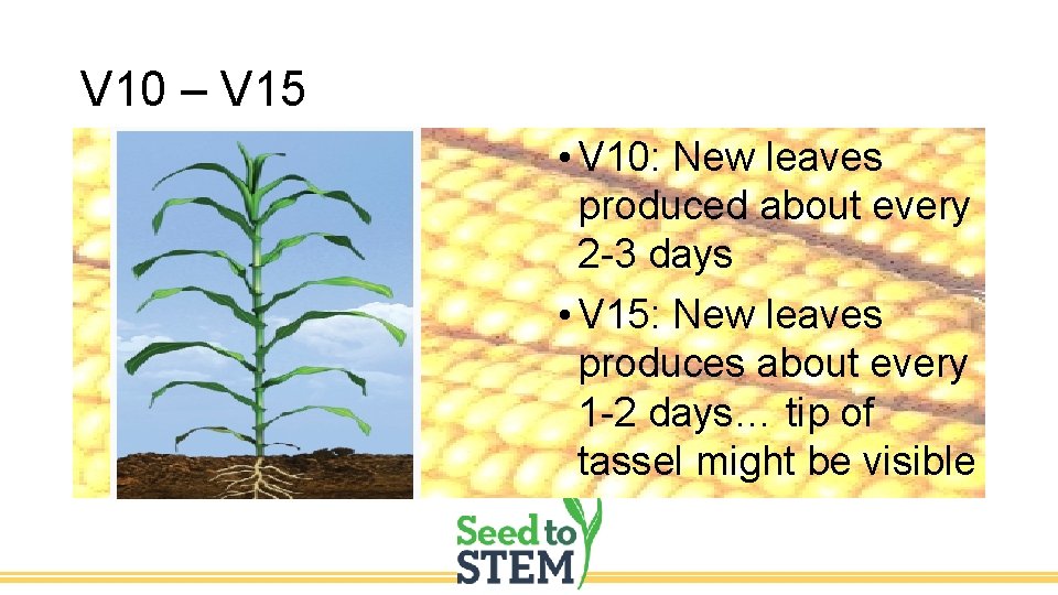 V 10 – V 15 • V 10: New leaves produced about every 2