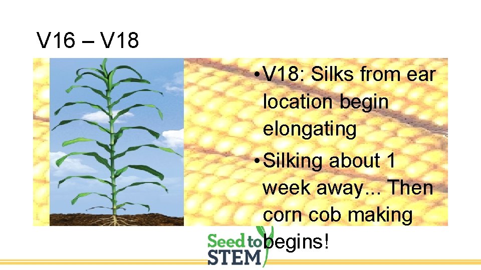 V 16 – V 18 • V 18: Silks from ear location begin elongating