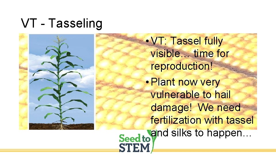 VT - Tasseling • VT: Tassel fully visible… time for reproduction! • Plant now