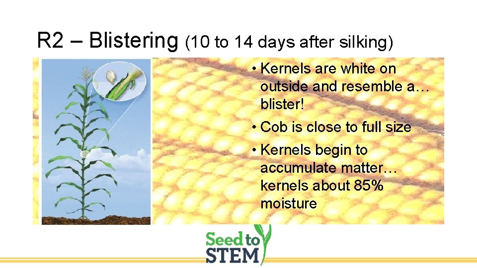 R 2 – Blistering (10 to 14 days after silking) • Kernels are white