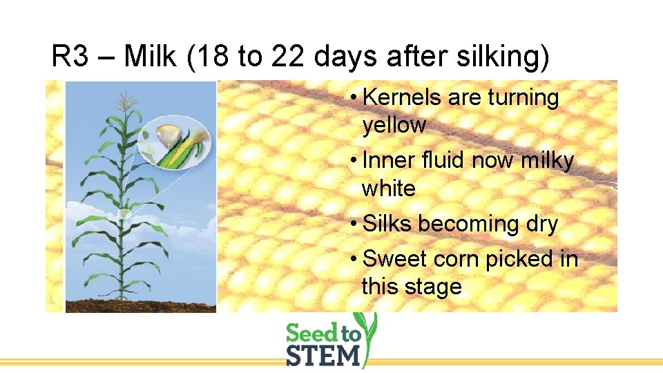 R 3 – Milk (18 to 22 days after silking) • Kernels are turning