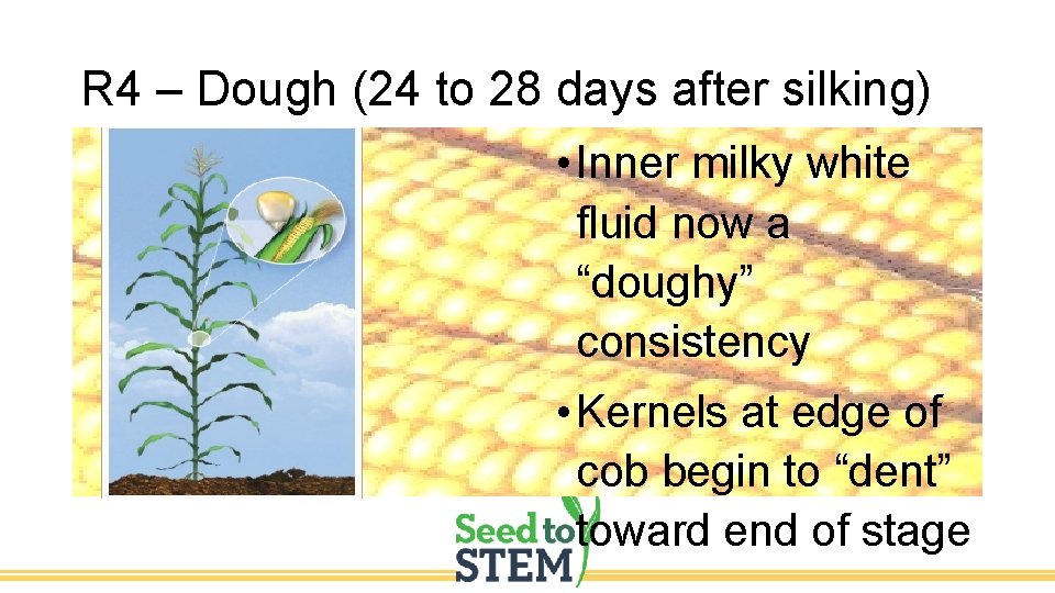 R 4 – Dough (24 to 28 days after silking) • Inner milky white