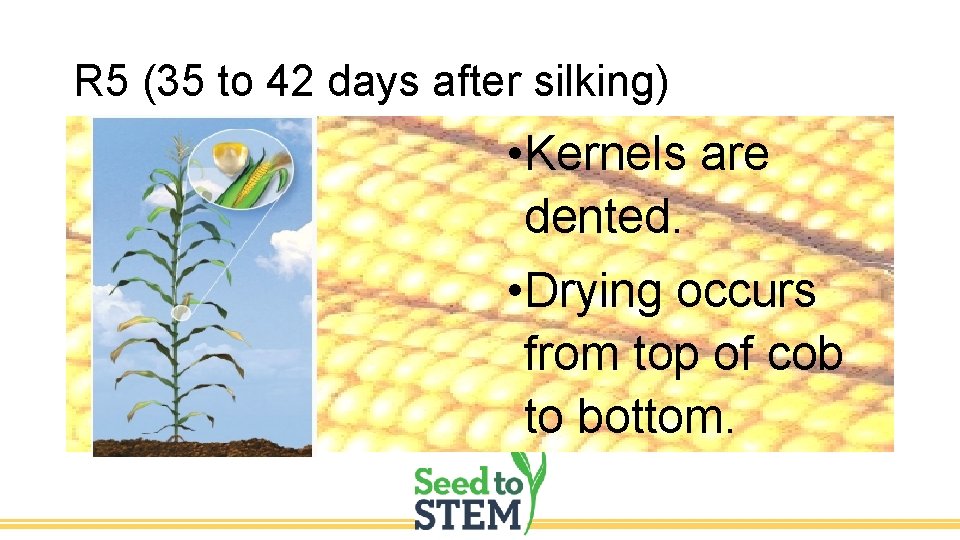 R 5 (35 to 42 days after silking) • Kernels are dented. • Drying