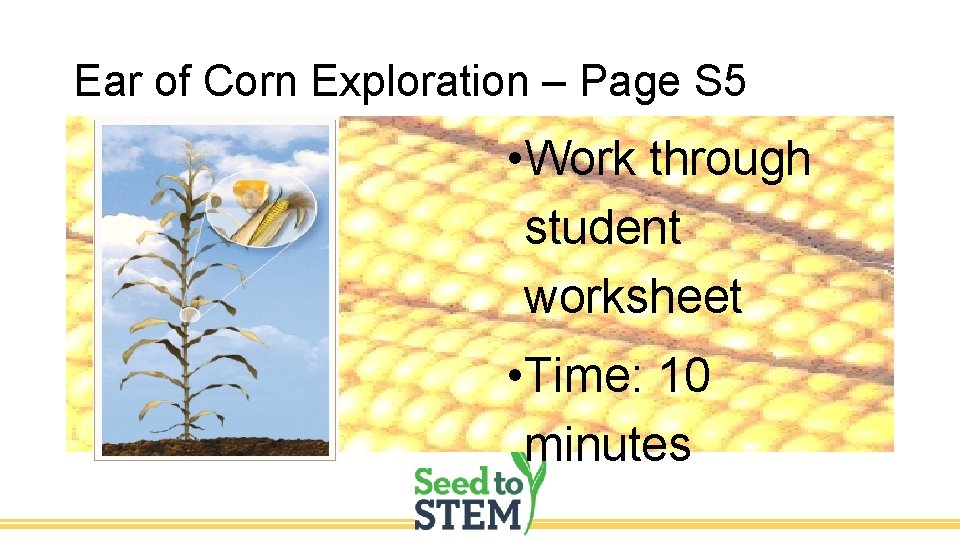 Ear of Corn Exploration – Page S 5 • Work through student worksheet •