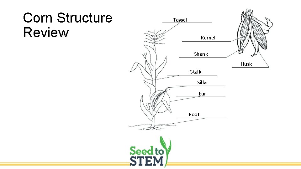 Corn Structure Review Tassel Kernel Shank Husk Stalk Silks Ear Root 