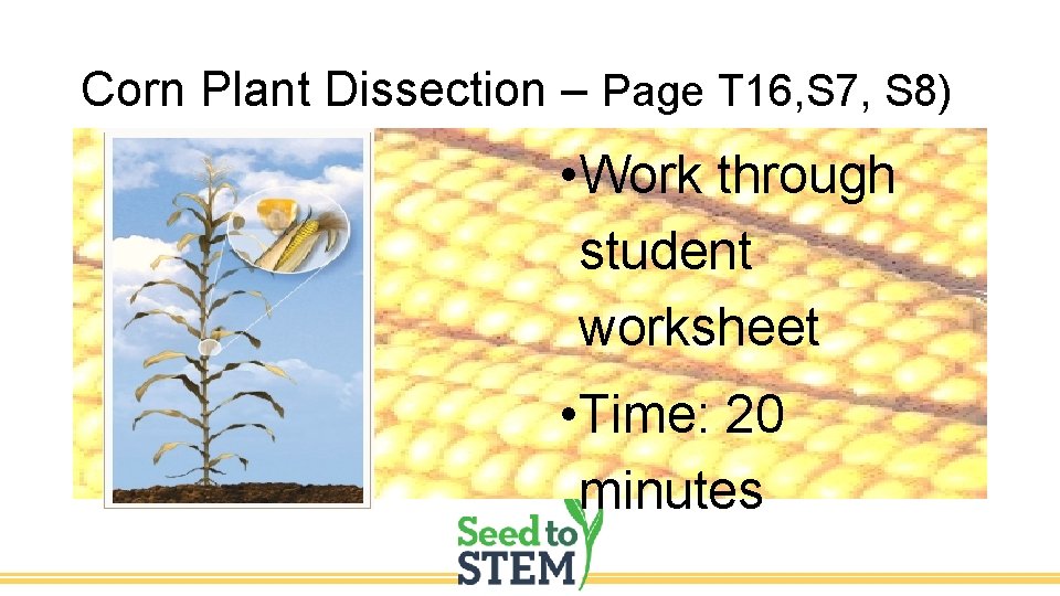 Corn Plant Dissection – Page T 16, S 7, S 8) • Work through