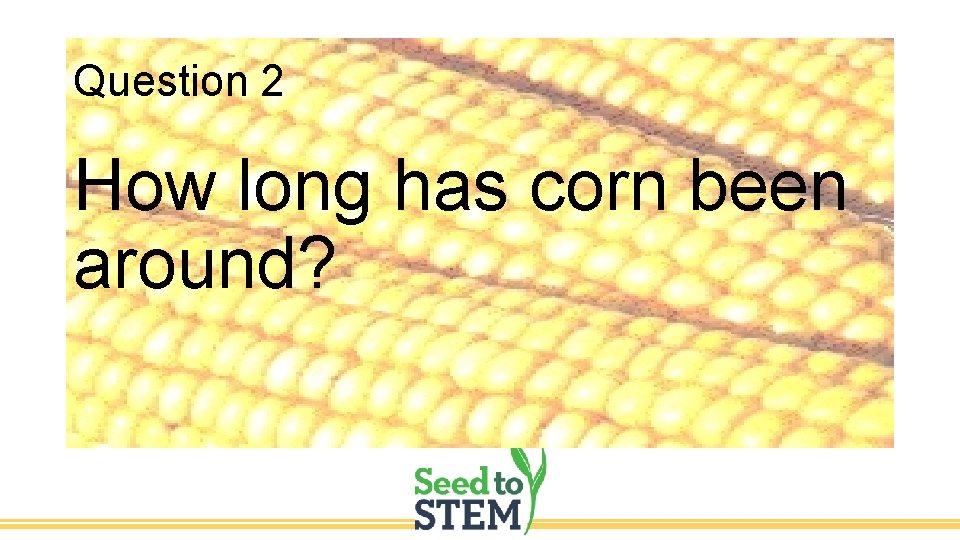 Question 2 How long has corn been around? 