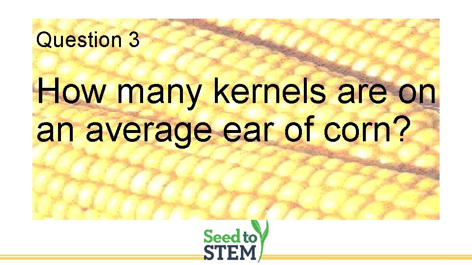 Question 3 How many kernels are on an average ear of corn? 