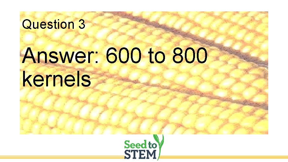 Question 3 Answer: 600 to 800 kernels 