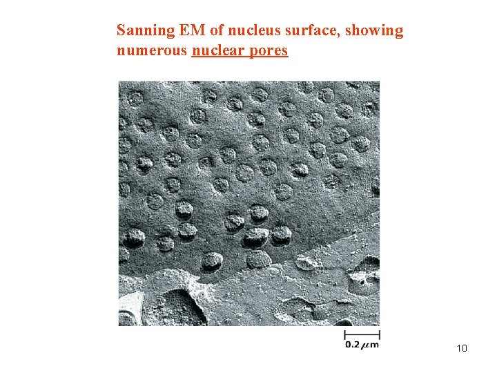 Sanning EM of nucleus surface, showing numerous nuclear pores 10 