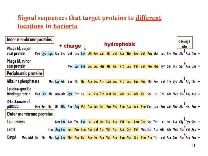 Signal sequences that target proteins to different locations in bacteria + charge hydrophobic 11