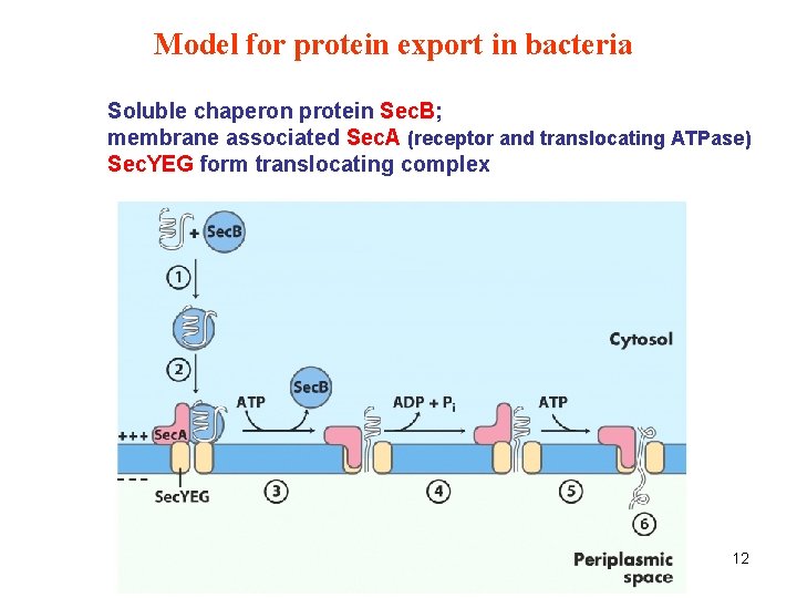 Model for protein export in bacteria Soluble chaperon protein Sec. B; membrane associated Sec.