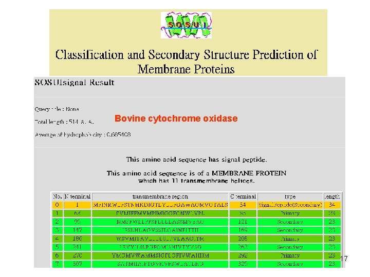 Bovine cytochrome oxidase 17 