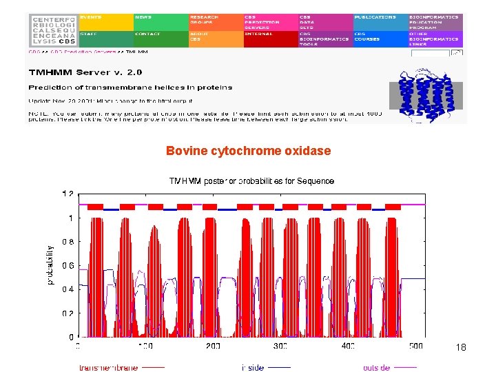 Bovine cytochrome oxidase 18 