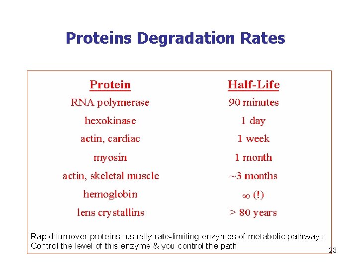 Proteins Degradation Rates 23 