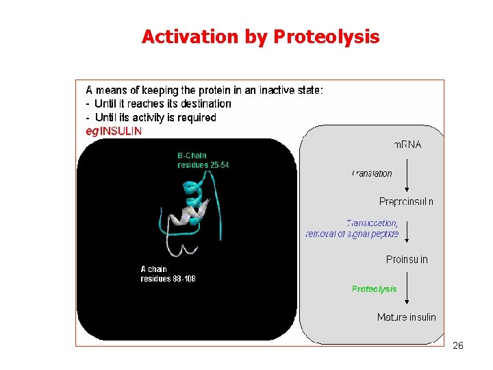 Activation by Proteolysis 26 