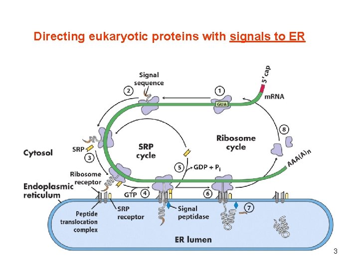 Directing eukaryotic proteins with signals to ER 3 
