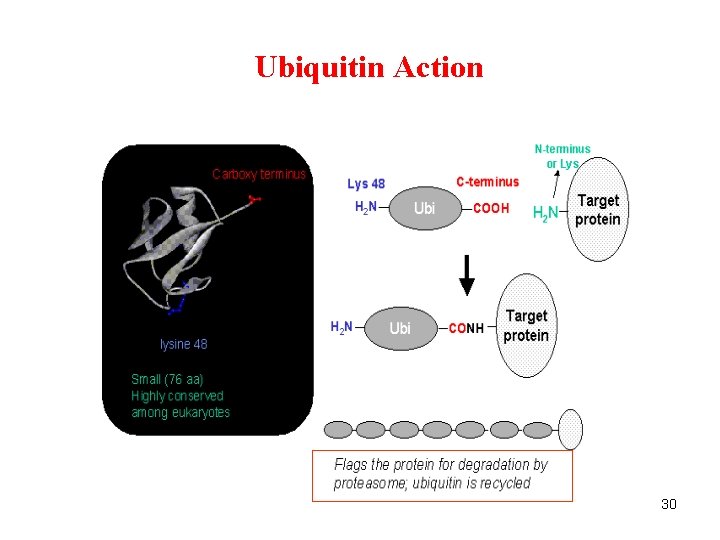 Ubiquitin Action 30 