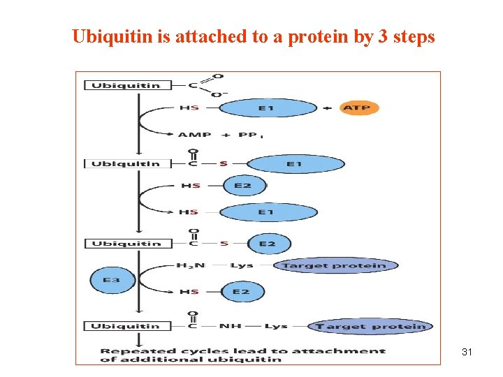 Ubiquitin is attached to a protein by 3 steps 31 