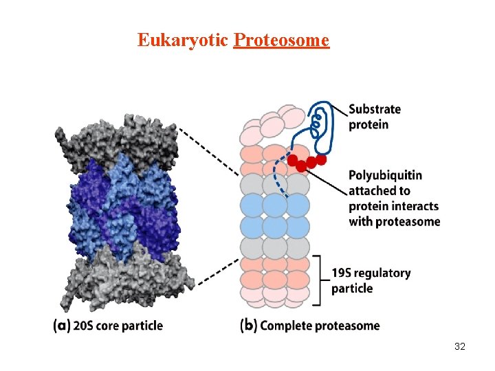 Eukaryotic Proteosome 32 