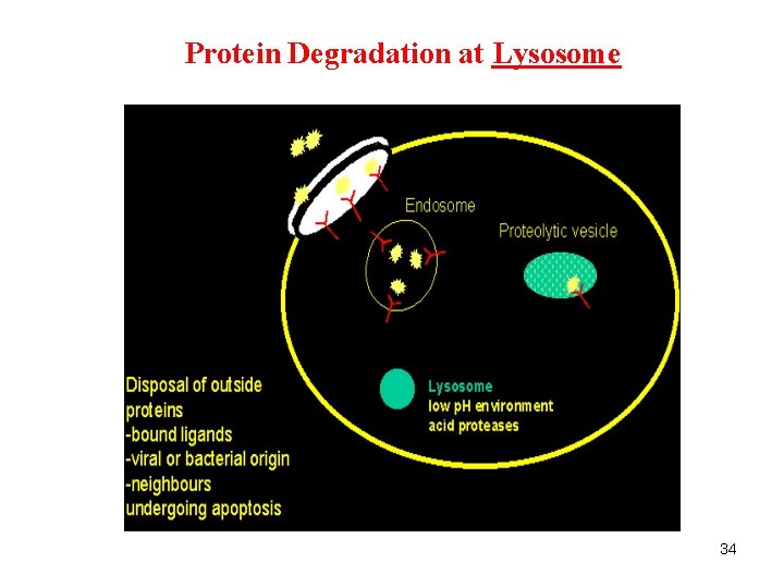 Protein Degradation at Lysosome 34 