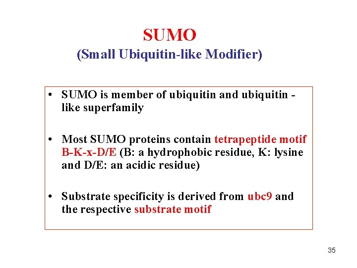 SUMO (Small Ubiquitin-like Modifier) • SUMO is member of ubiquitin and ubiquitin like superfamily