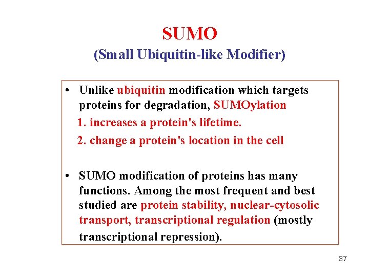 SUMO (Small Ubiquitin-like Modifier) • Unlike ubiquitin modification which targets proteins for degradation, SUMOylation