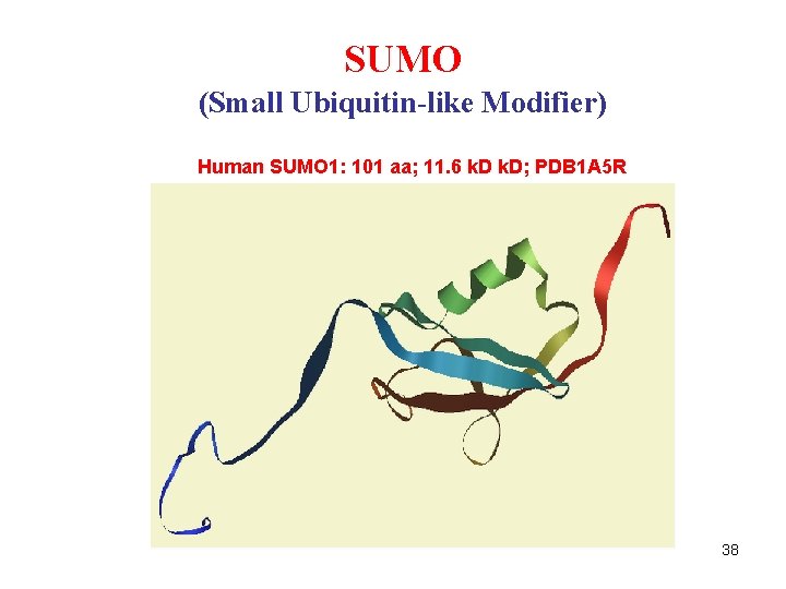 SUMO (Small Ubiquitin-like Modifier) Human SUMO 1: 101 aa; 11. 6 k. D; PDB