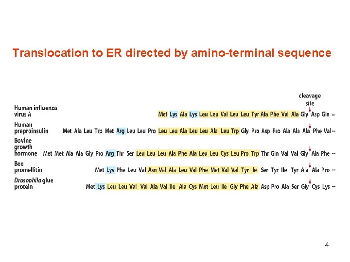 Translocation to ER directed by amino-terminal sequence 4 