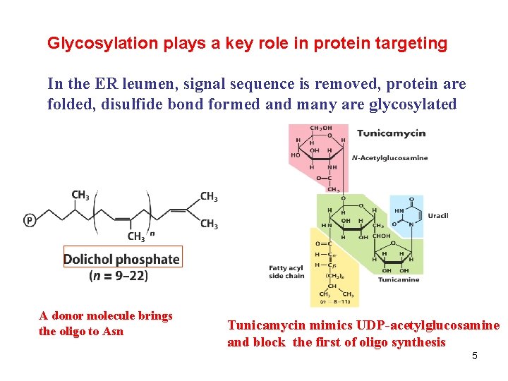 Glycosylation plays a key role in protein targeting In the ER leumen, signal sequence