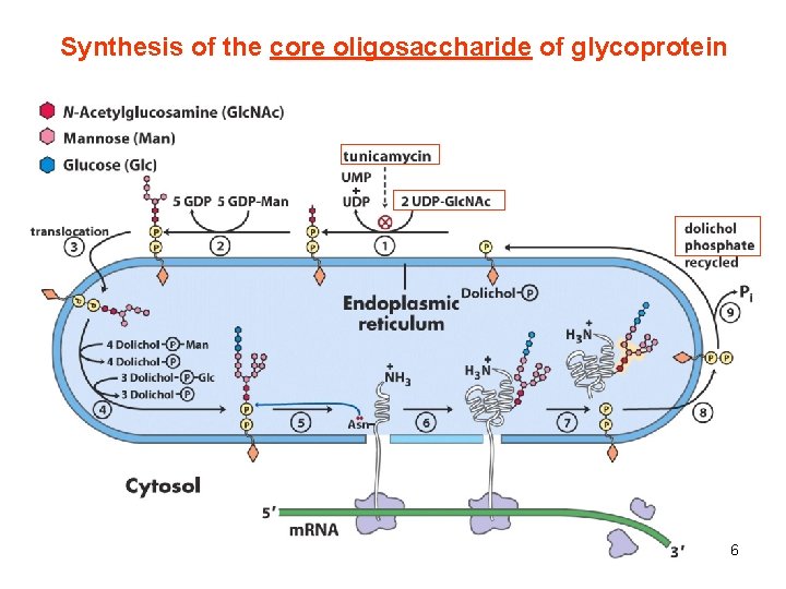 Synthesis of the core oligosaccharide of glycoprotein 6 