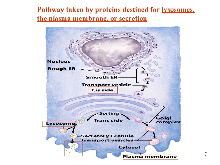 Pathway taken by proteins destined for lysosomes, the plasma membrane, or secretion 7 