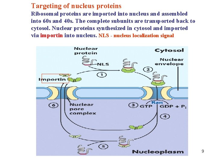 Targeting of nucleus proteins Ribosomal proteins are imported into nucleus and assembled into 60