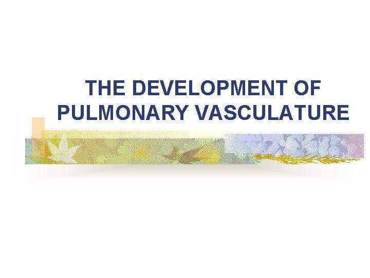 THE DEVELOPMENT OF PULMONARY VASCULATURE 