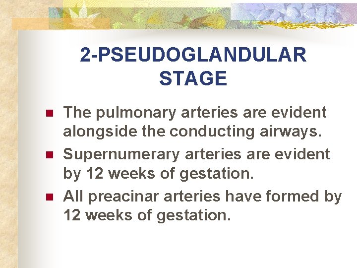 2 -PSEUDOGLANDULAR STAGE n n n The pulmonary arteries are evident alongside the conducting