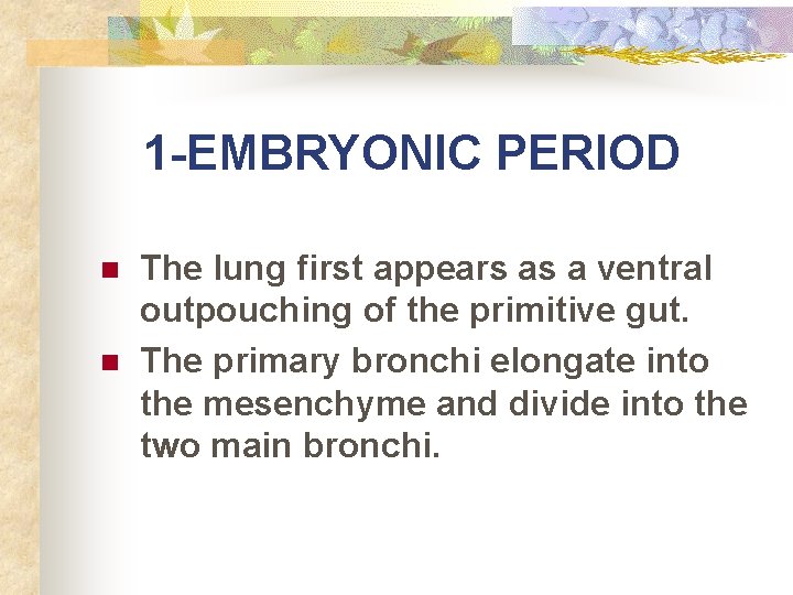 1 -EMBRYONIC PERIOD n n The lung first appears as a ventral outpouching of