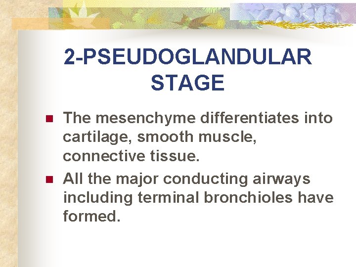 2 -PSEUDOGLANDULAR STAGE n n The mesenchyme differentiates into cartilage, smooth muscle, connective tissue.
