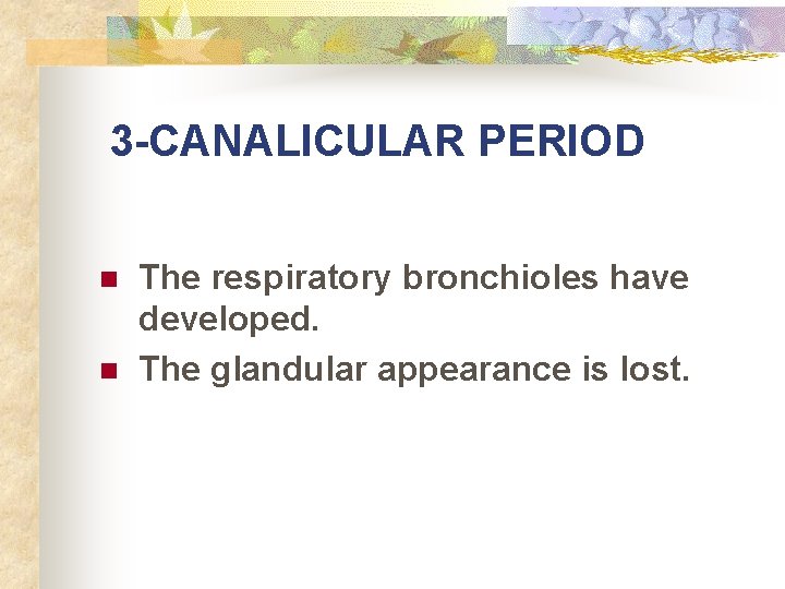 3 -CANALICULAR PERIOD n n The respiratory bronchioles have developed. The glandular appearance is