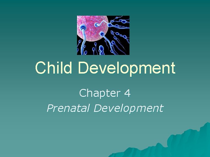 Child Development Chapter 4 Prenatal Development 