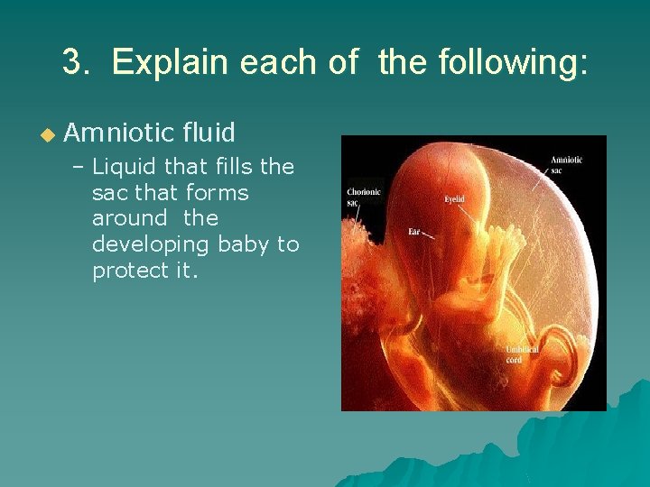 3. Explain each of the following: u Amniotic fluid – Liquid that fills the