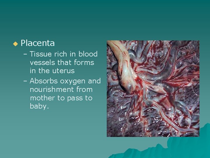 u Placenta – Tissue rich in blood vessels that forms in the uterus –