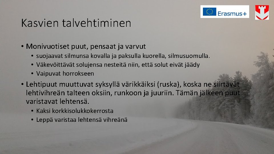 Kasvien talvehtiminen • Monivuotiset puut, pensaat ja varvut • suojaavat silmunsa kovalla ja paksulla