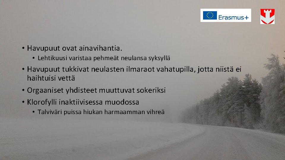  • Havupuut ovat ainavihantia. • Lehtikuusi varistaa pehmeät neulansa syksyllä • Havupuut tukkivat