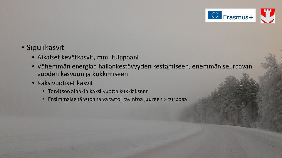  • Sipulikasvit • Aikaiset kevätkasvit, mm. tulppaani • Vähemmän energiaa hallankestävyyden kestämiseen, enemmän