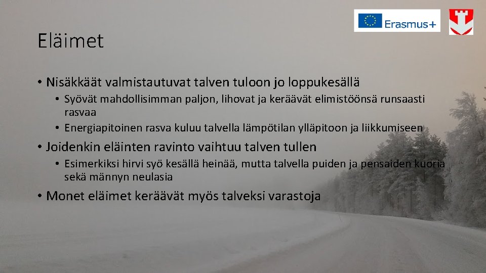 Eläimet • Nisäkkäät valmistautuvat talven tuloon jo loppukesällä • Syövät mahdollisimman paljon, lihovat ja