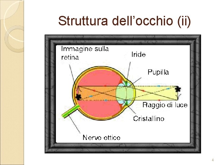 Struttura dell’occhio (ii) 4 Struttura dell’occhio (ii) 4