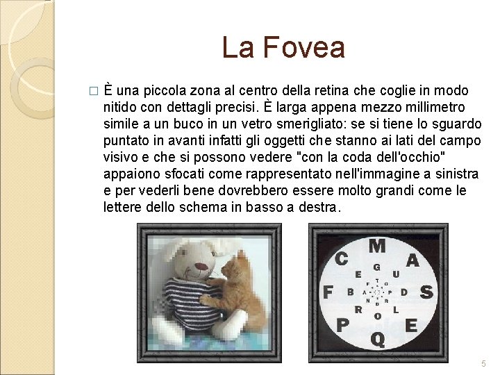 La Fovea � È una piccola zona al centro della retina che coglie in La Fovea � È una piccola zona al centro della retina che coglie in