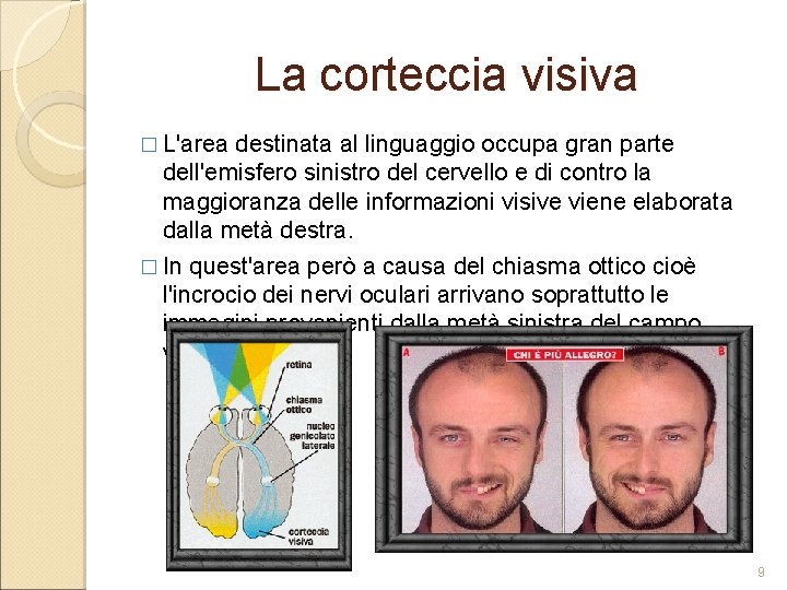 La corteccia visiva � L'area destinata al linguaggio occupa gran parte dell'emisfero sinistro del La corteccia visiva � L'area destinata al linguaggio occupa gran parte dell'emisfero sinistro del
