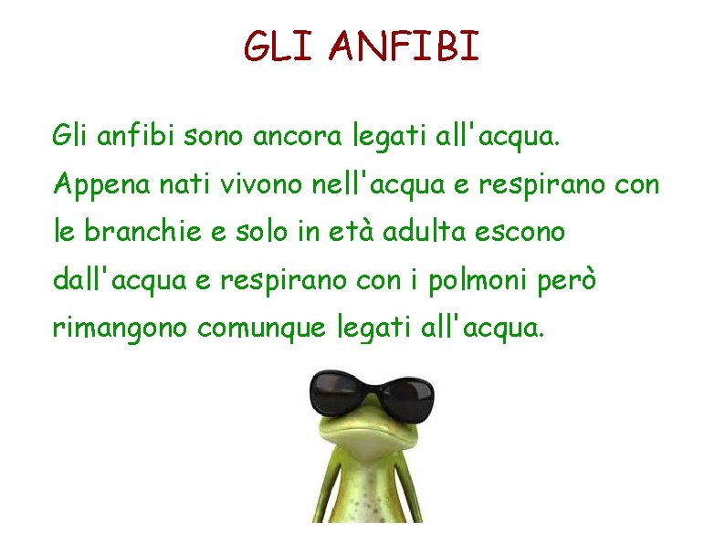 GLI ANFIBI Gli anfibi sono ancora legati all'acqua. Appena nati vivono nell'acqua e respirano